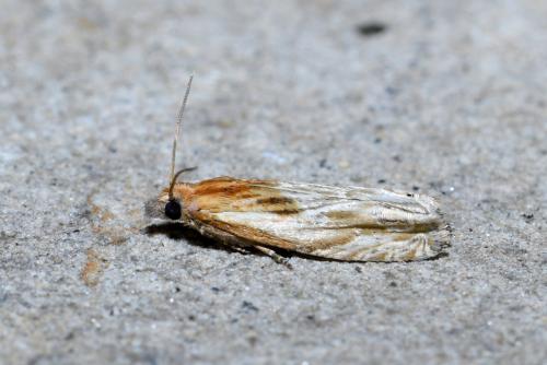 Réf. 209 545 : Eucosma sp.